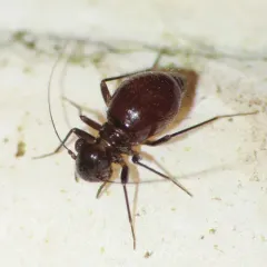 Bertkauia crosbyana thumbnail 4
