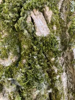 California alsia moss thumbnail 2