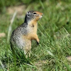 Columbian Ground Squirrel thumbnail 4
