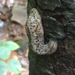 Winding Mantleslug thumbnail 3