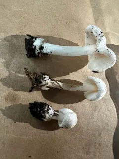 Volvariella hypopithys thumbnail 3