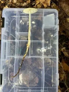 Oudemansiella limonispora thumbnail 2