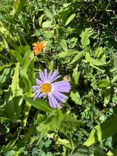 subalpine aster thumbnail 3