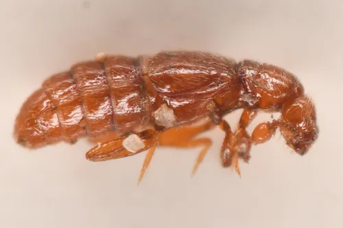 Barr's Ant-loving Rove Beetle