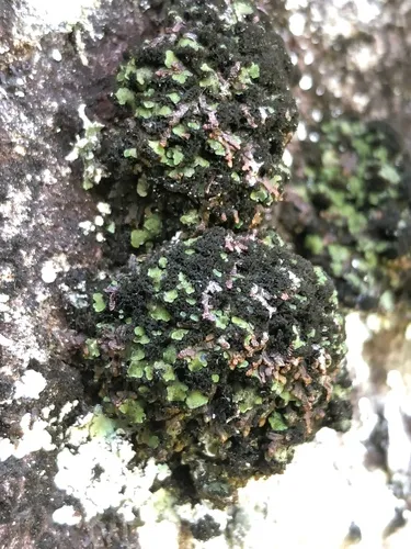 Blue-edged Scale Lichen