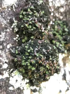 Blue-edged Scale Lichen thumbnail 1