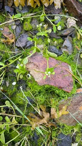 Sessile-leaf Scurvy-grass