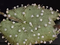 Didymium squamulosum thumbnail 2