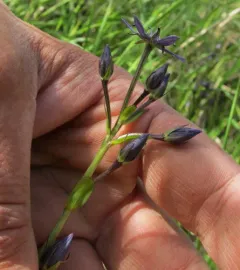 felwort thumbnail 2