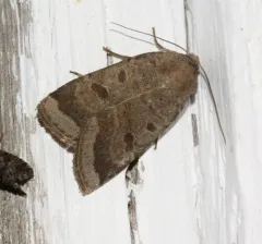 Red cutworm thumbnail 3