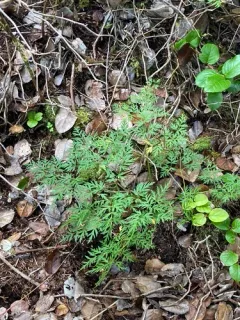 Calder's Lovage thumbnail 3