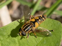 Yellow-legged Marsh Fly thumbnail 3