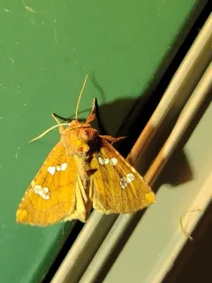 Hop-gall Borer Moth thumbnail 1