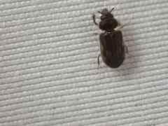 Heterocerus fenestratus thumbnail 2