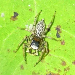 Dimorphic Jumping Spider thumbnail 4