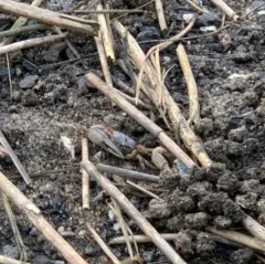 Atlantic Sand Fiddler Crab thumbnail 3