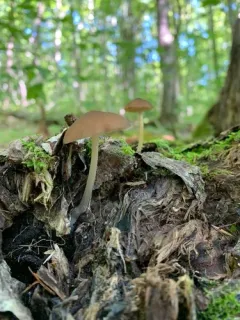 Pluteus pallidus thumbnail 4