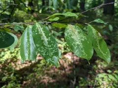 Cherry lace bug thumbnail 2