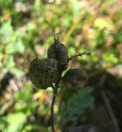 Cooper's Milkvetch thumbnail 2