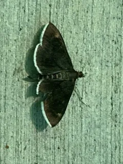 White-fringed Pyrausta Moth thumbnail 2