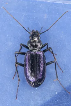 Nebria piperi thumbnail 1