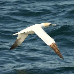 Northern Gannet thumbnail 3