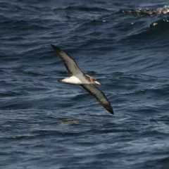 Cory's Shearwater thumbnail 3