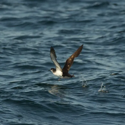 Manx Shearwater