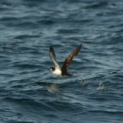 Manx Shearwater thumbnail 1