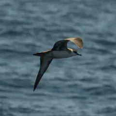 Great Shearwater thumbnail 3