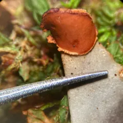 Frog pelt lichen thumbnail 4