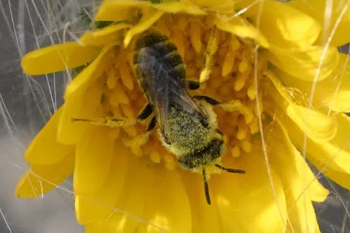 Colorado Calliopsis Bee