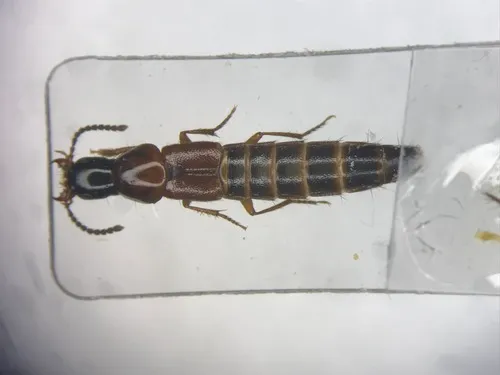 Quedius peregrinus
