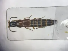 Quedius peregrinus thumbnail 1