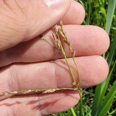 reed meadowgrass thumbnail 3
