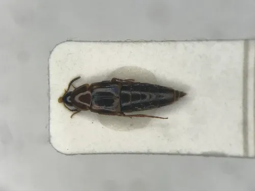 Mycetoporus americanus