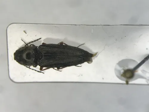 Convex Click Beetle