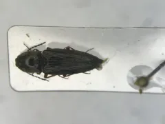 Convex Click Beetle thumbnail 1