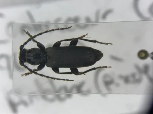 Tetropium schwarzianum