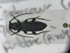 Tetropium schwarzianum thumbnail 1