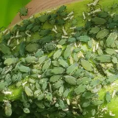 Corn Leaf Aphid thumbnail 4
