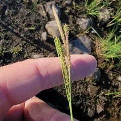 lenticular sedge thumbnail 4