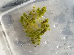 Dwarf Stonewort thumbnail 3