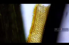 Floscularia ringens thumbnail 2