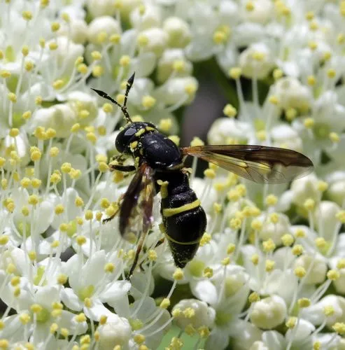 Northern Wasp Fly
