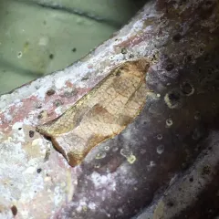 Oblique-banded Leafroller Moth thumbnail 4