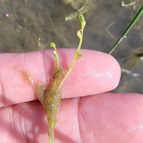 Slender Water-milfoil