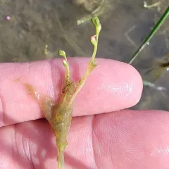 Slender Water-milfoil thumbnail 1