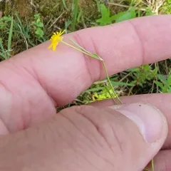 Creeping Spearwort thumbnail 3