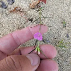 purple false foxglove thumbnail 2